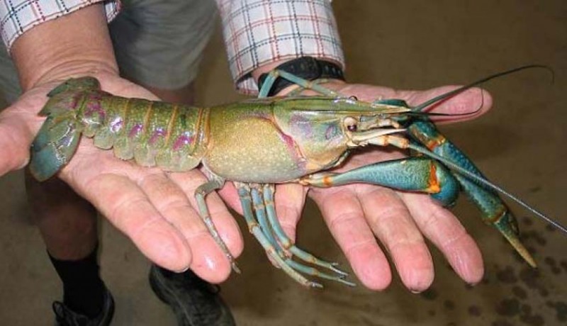 www.nusabali.com-harga-lobster-mulai-turun