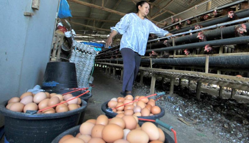 www.nusabali.com-harga-telur-dan-ayam-berpotensi-naik-lagi