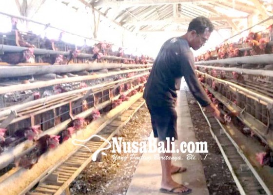 Nusabali.com - peternak-ayam-keluhkan-harga-pakan