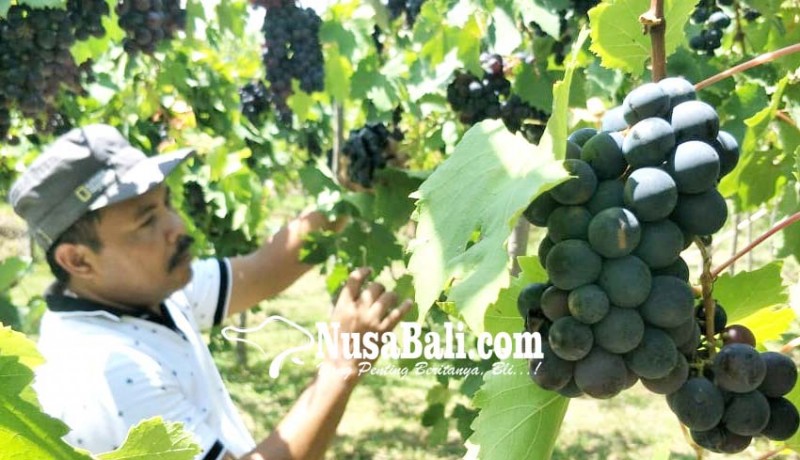 www.nusabali.com-petani-anggur-buleleng-fokus-layani-pabrik-wine