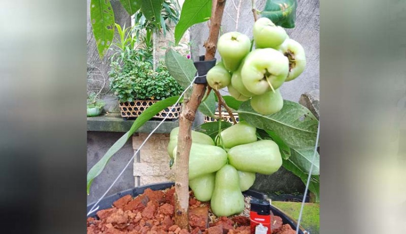 www.nusabali.com-merayakan-tumpek-uduh-di-perkotaan-dengan-menanam-buah-lewat-tabulapot