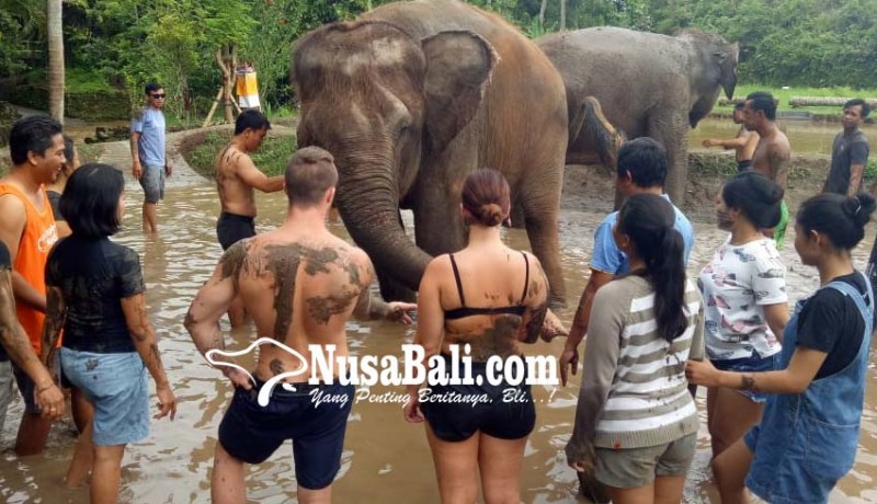 www.nusabali.com-gajah-bali-zoo-bisa-diajak-mandi-bareng
