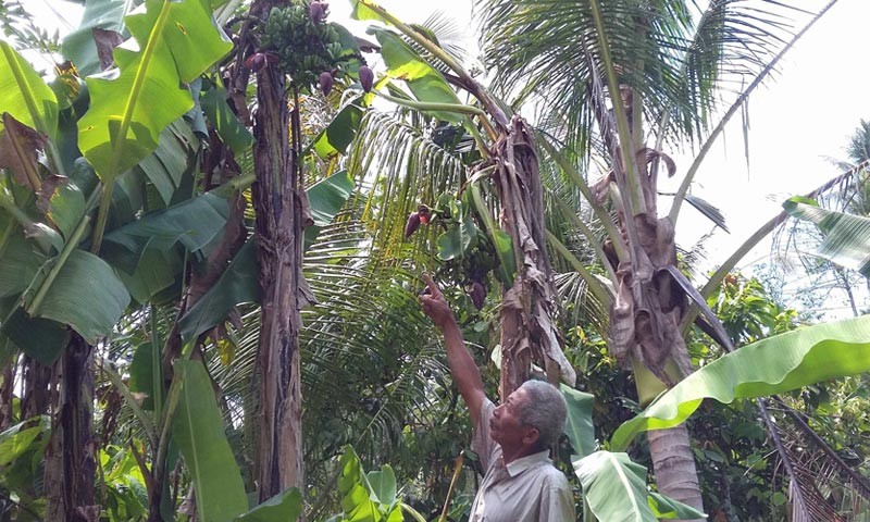 www.nusabali.com-pohon-pisang-bertandan-6-tumbuh-di-pacut
