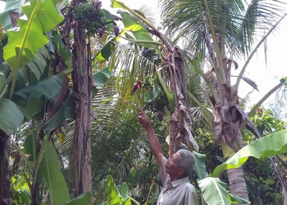 Nusabali.com - pohon-pisang-bertandan-6-tumbuh-di-pacut