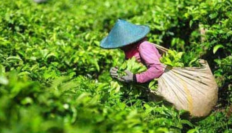 www.nusabali.com-ekspor-teh-diproyeksikan-naik-10-persen