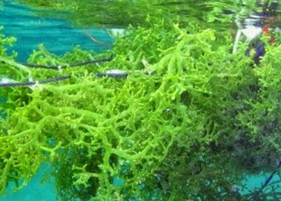 Nusabali.com - produksi-rumput-laut-nusa-penida-menurun