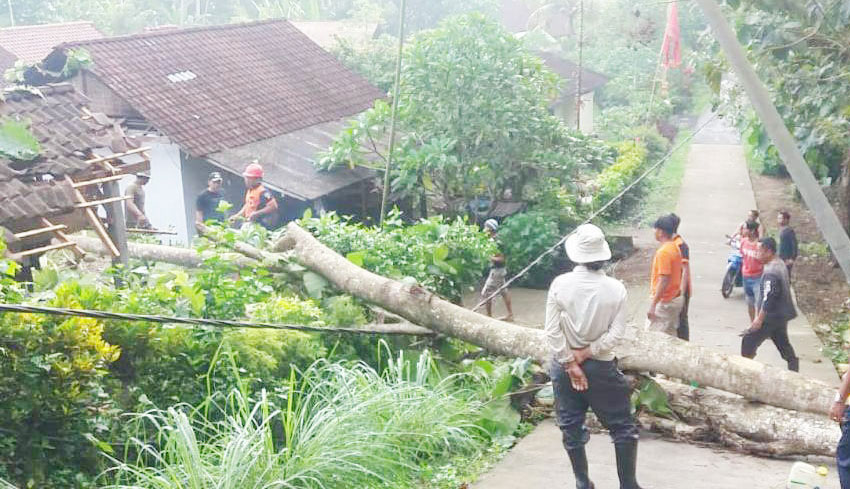 NUSABALI com Hujan Angin Pohon  Jati  Tumbang Timpa Atap 