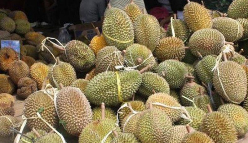 www.nusabali.com-durian-buah-naga-dan-salak-tunggu-packing-house