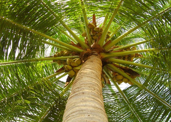 Nusabali.com - cari-janur-di-pohon-kelapa-jatuh-hingga-kaki-patah