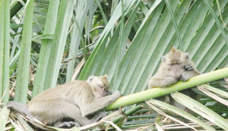 www.nusabali.com-habitat-rusak-monyet-liar-serang-empat-balita