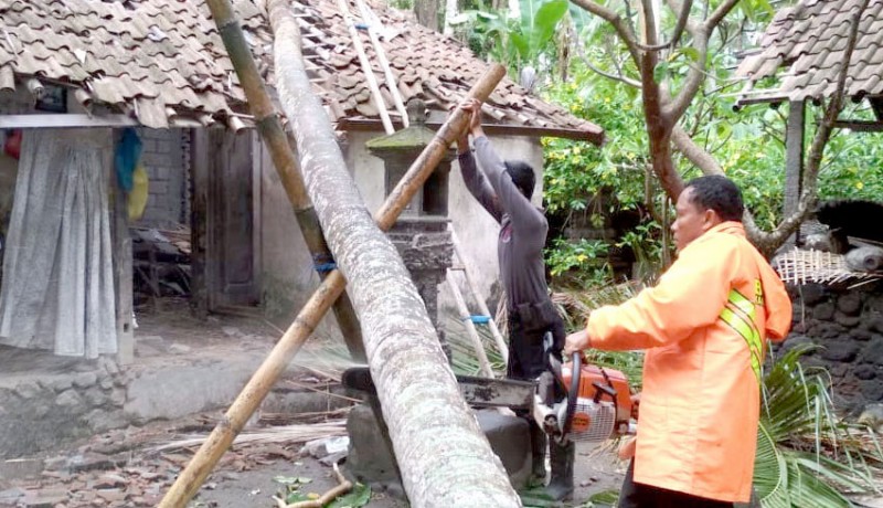 www.nusabali.com-palinggih-dan-atap-rumah-tertimpa-pohon-kelapa
