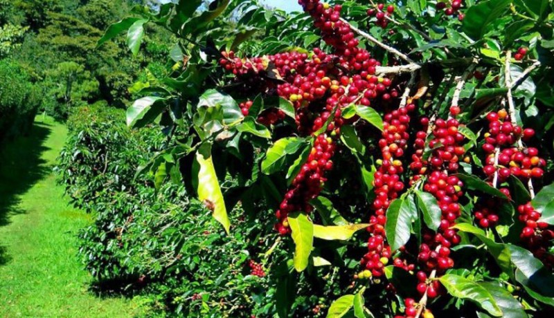 www.nusabali.com-700-hektare-pohon-kopi-diremajakan