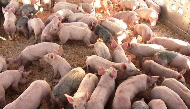 www.nusabali.com-peternakan-babi-belum-laporkan-amdal