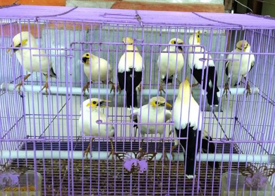 Nusabali.com - polisi-amankan-penangkar-burung-jalak-putih