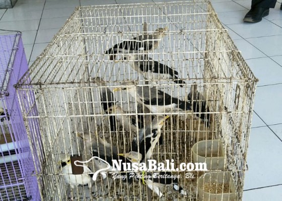 Nusabali.com - balai-ksda-tulikup-terima-titipan-24-ekor-burung-dilindungi