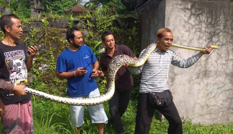 www.nusabali.com-sungai-buleleng-diyakini-jadi-habitat-ular-piton