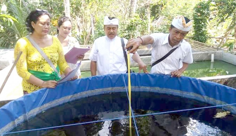 www.nusabali.com-produksi-ikan-air-tawar-di-badung-72810-ton-di-2018