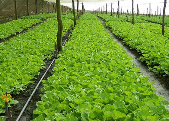 Nusabali.com - pebisnis-hortikultura-di-bali-berharap-perluasan-ekspor