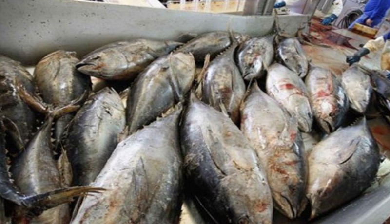 www.nusabali.com-harga-ekspor-tuna-bali-melonjak