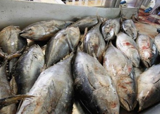 Nusabali.com - harga-ekspor-tuna-bali-melonjak