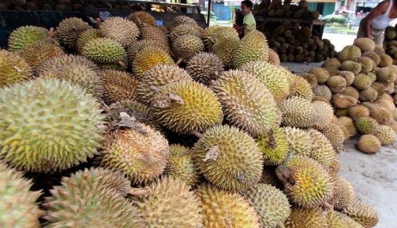 www.nusabali.com-durian-kunyit-sudah-terdaftar-varietas-sdg