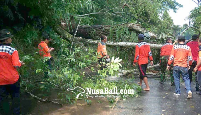 www.nusabali.com-pohon-tumbang-arus-lalin-macet-1-jam