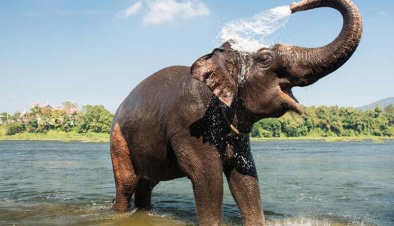 www.nusabali.com-meditasi-biksu-tewas-diinjak-gajah