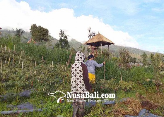 Nusabali.com - gunung-agung-erupsi-warga-masih-tenang