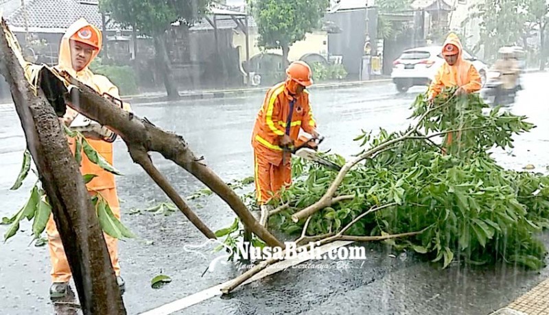 www.nusabali.com-hujan-deras-tiga-pohon-tumbang-ke-jalan