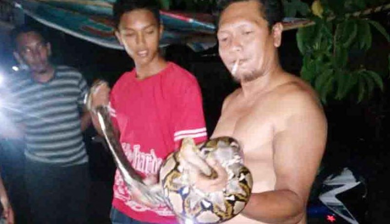 www.nusabali.com-memangsa-ayam-ular-sanca-ditangkap-warga