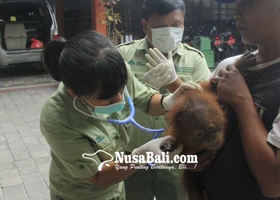 Nusabali.com - bali-safari-gianyar-rawat-orangutan-gagal-selundupan