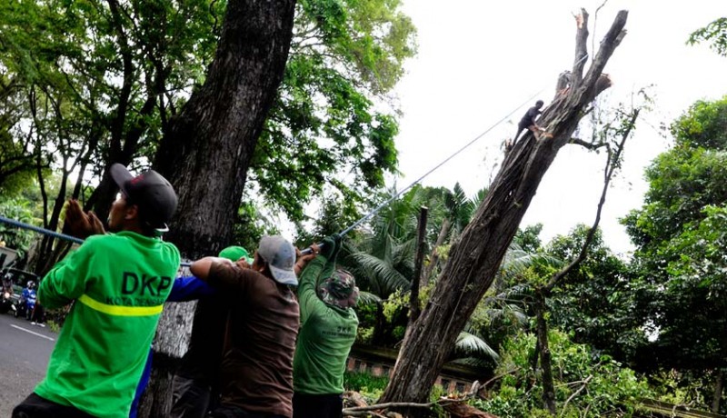 www.nusabali.com-dkp-akan-remajakan-1600-pohon-perusak