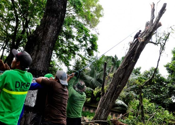 Nusabali.com - dkp-akan-remajakan-1600-pohon-perusak