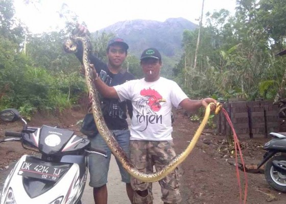 Nusabali.com - krama-nangka-tangkap-ular-piton-25-meter