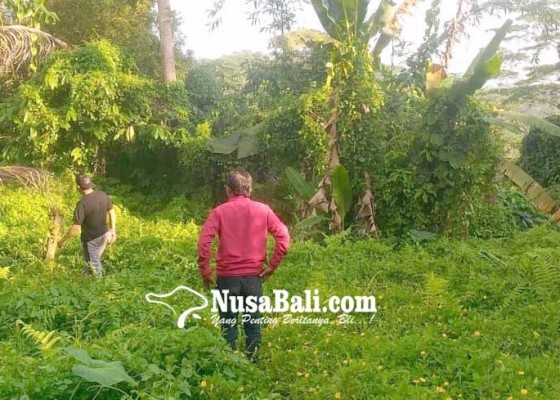 Nusabali.com - diserbu-kawanan-kera-petani-berhenti-ke-sawah