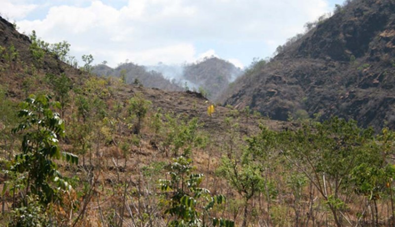 www.nusabali.com-warga-dua-desa-kembalikan-hutan