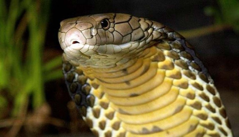 www.nusabali.com-ular-berbisa-di-paket-keripik-rendang