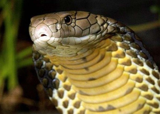 Nusabali.com - ular-berbisa-di-paket-keripik-rendang