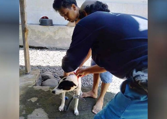 Nusabali.com - sebanyak-13733-anjing-di-16-desa-zona-merah-rabies-telah-divaksinasi