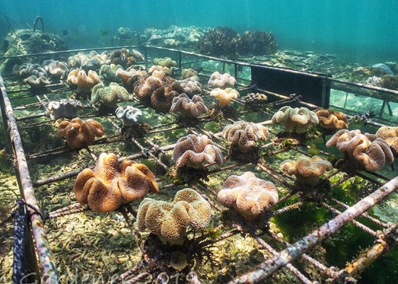 Nusabali.com - menengok-350-bayi-koral-di-perairan-sanur-kauh