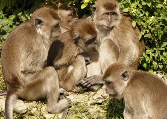 Nusabali.com - monyet-liar-serang-dan-lempar-bayi