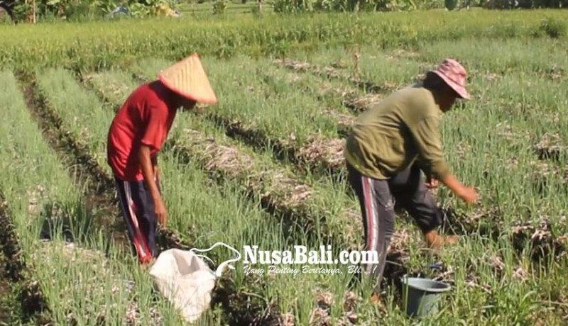 www.nusabali.com-dinas-pertanian-lakukan-pengembangan-kawasan