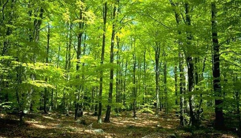 www.nusabali.com-empat-desa-kelola-751-hektare-hutan