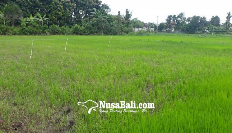www.nusabali.com-padi-meranggas-disinyalir-akibat-kelebihan-herbisida