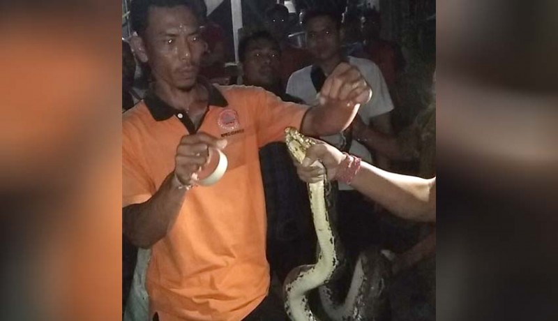 www.nusabali.com-ular-piton-3-meter-masuk-griya