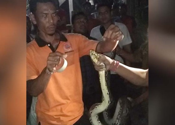 Nusabali.com - ular-piton-3-meter-masuk-griya