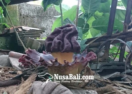 Nusabali.com - bunga-bangkai-kagetkan-pemilik-rumah