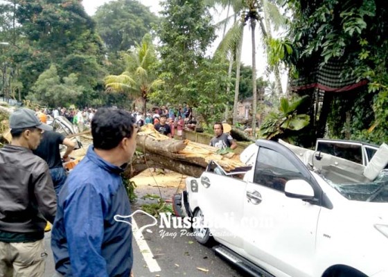 Nusabali.com - pohon-roboh-timpa-5-mobil-4-orang-terluka