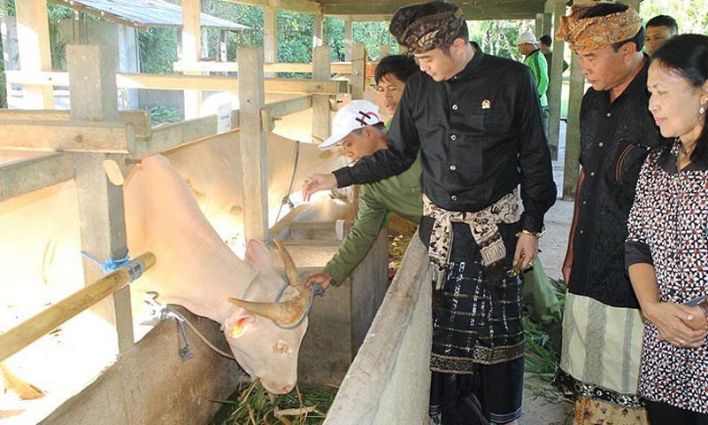 www.nusabali.com-festival-siwa-nandini-dan-ganesha-caturthi-digelar-besok-wedakarna-datangkan-9-lembu-putih-dari-desa-taro