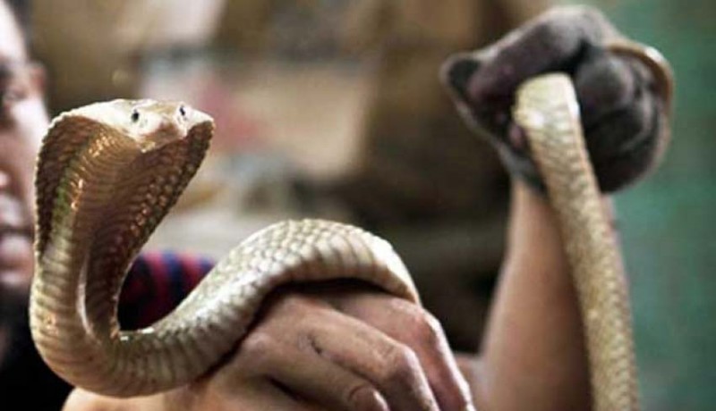 www.nusabali.com-10-orang-tewas-dari-51-kasus-gigitan-ular